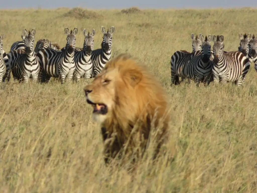 Male lion walking through tall grass with zebras in the background on a Tanzania safari