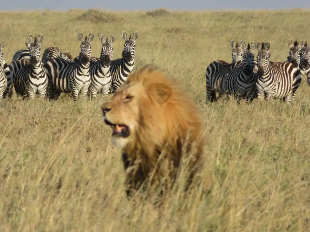 Male lion walking through dry grass with zebras behind him on safari in Tanzania