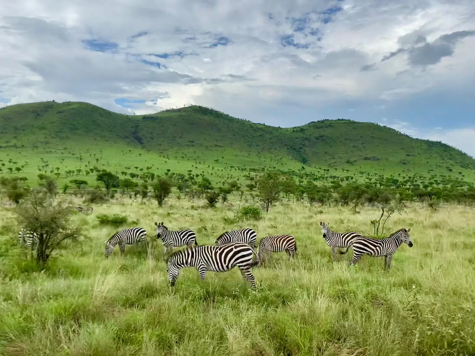 Zebras grazing below green hills during Tanzania's safari season