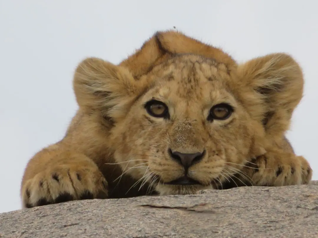 Lion cub resting on the kopjes in Serengeti and watching over the vast plains