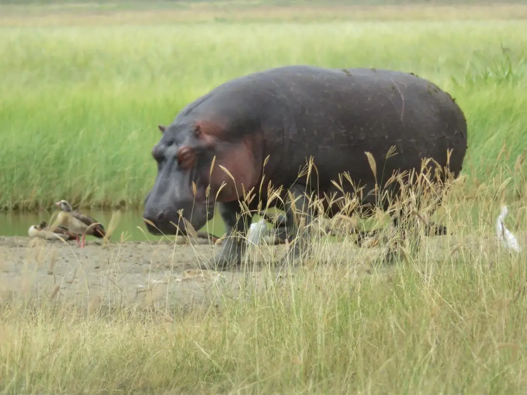 Tanzania wildlife in fresh vegetation after the short rains