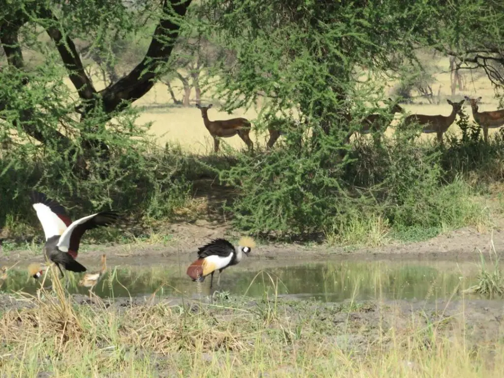 Crowned cranes at a waterhole with antelope in the background in Northern Tanzania