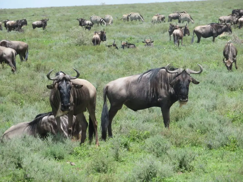 Wildebeest herd grazing on the green plains of Northern Tanzania during the Great Migration