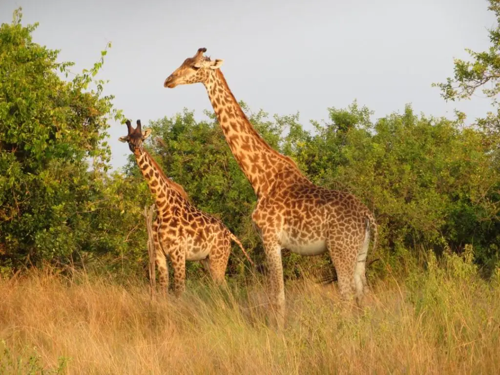 Family wildlife experience on a private Tanzania safari