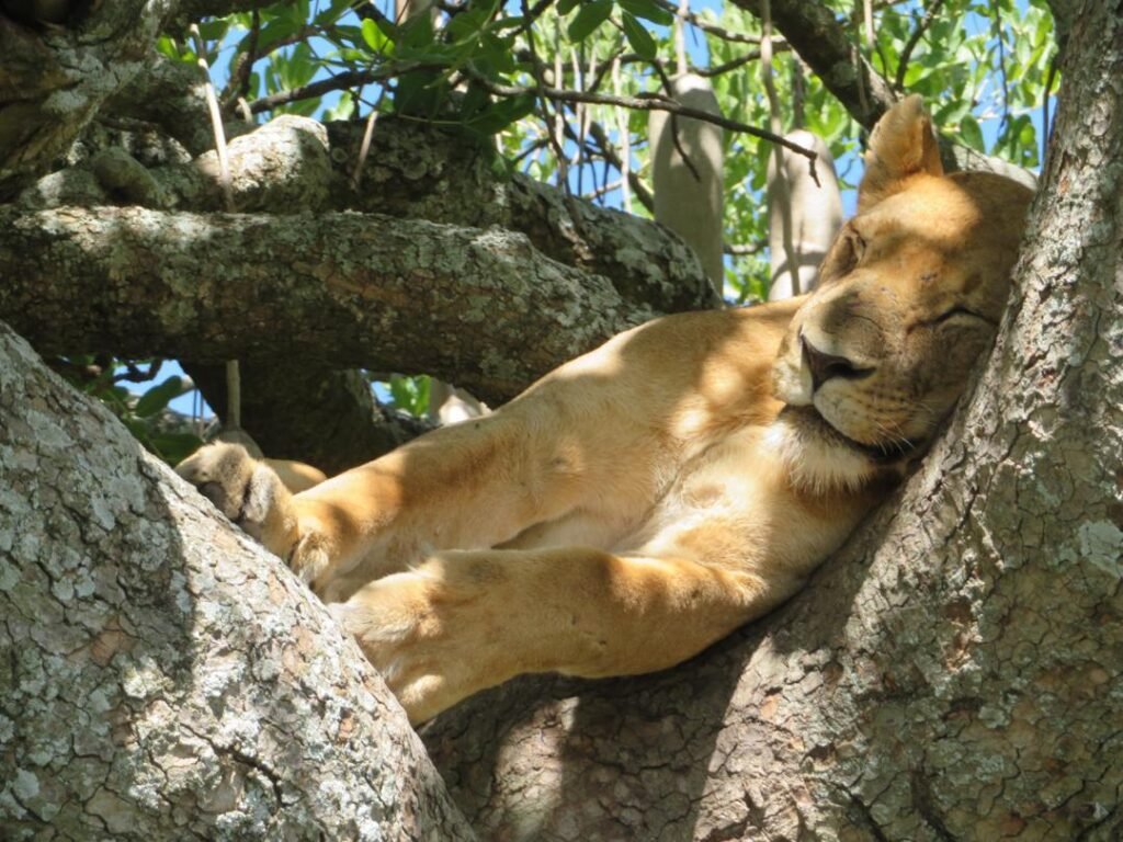 Lioness resting in a tree in Lake Manyara, Tanzania