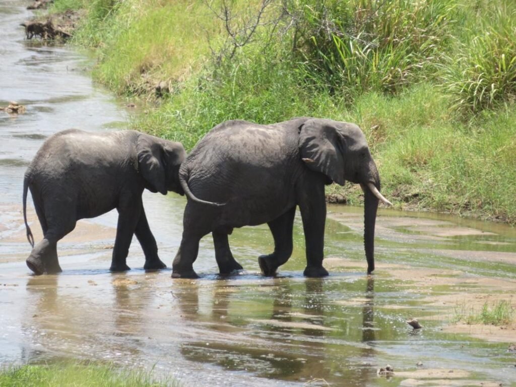 Elephant herd crossing a river in Tarangire, Tanzania
