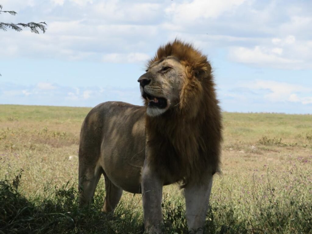 Lion King watching the endless plains  off Serengeti