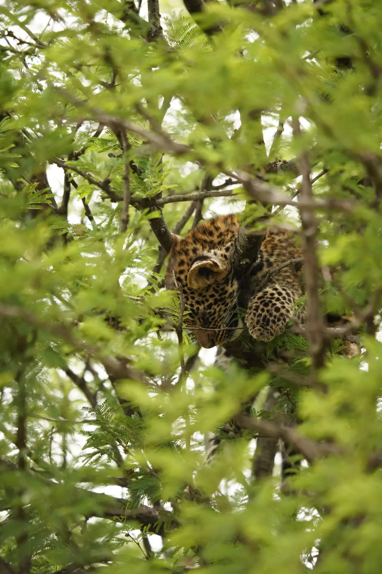 Leopard resting among dense green branches in a lush Tanzanian forest