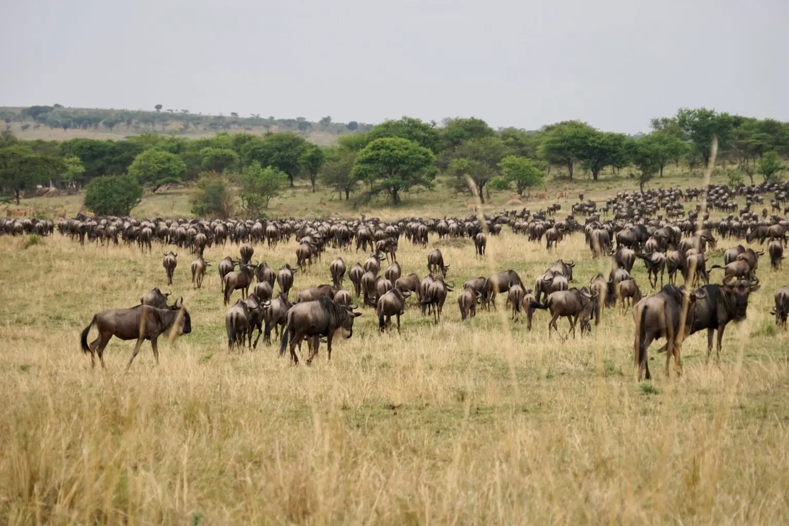 Wildebeest crossing the open Serengeti plains