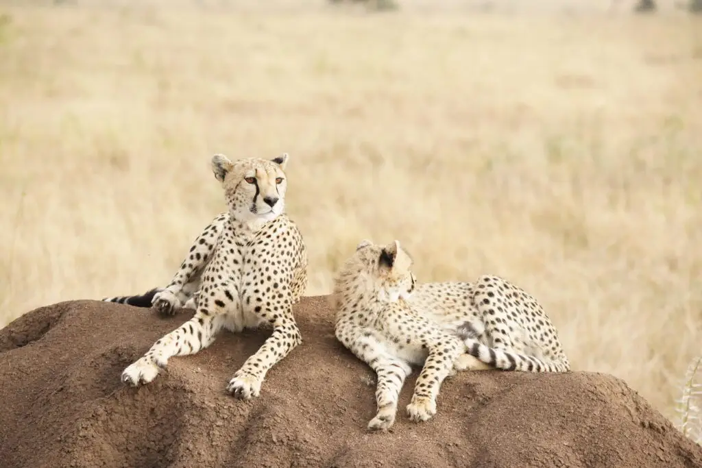 Cheetahs in Serengeti National Park landscape during a private Tanzania safari