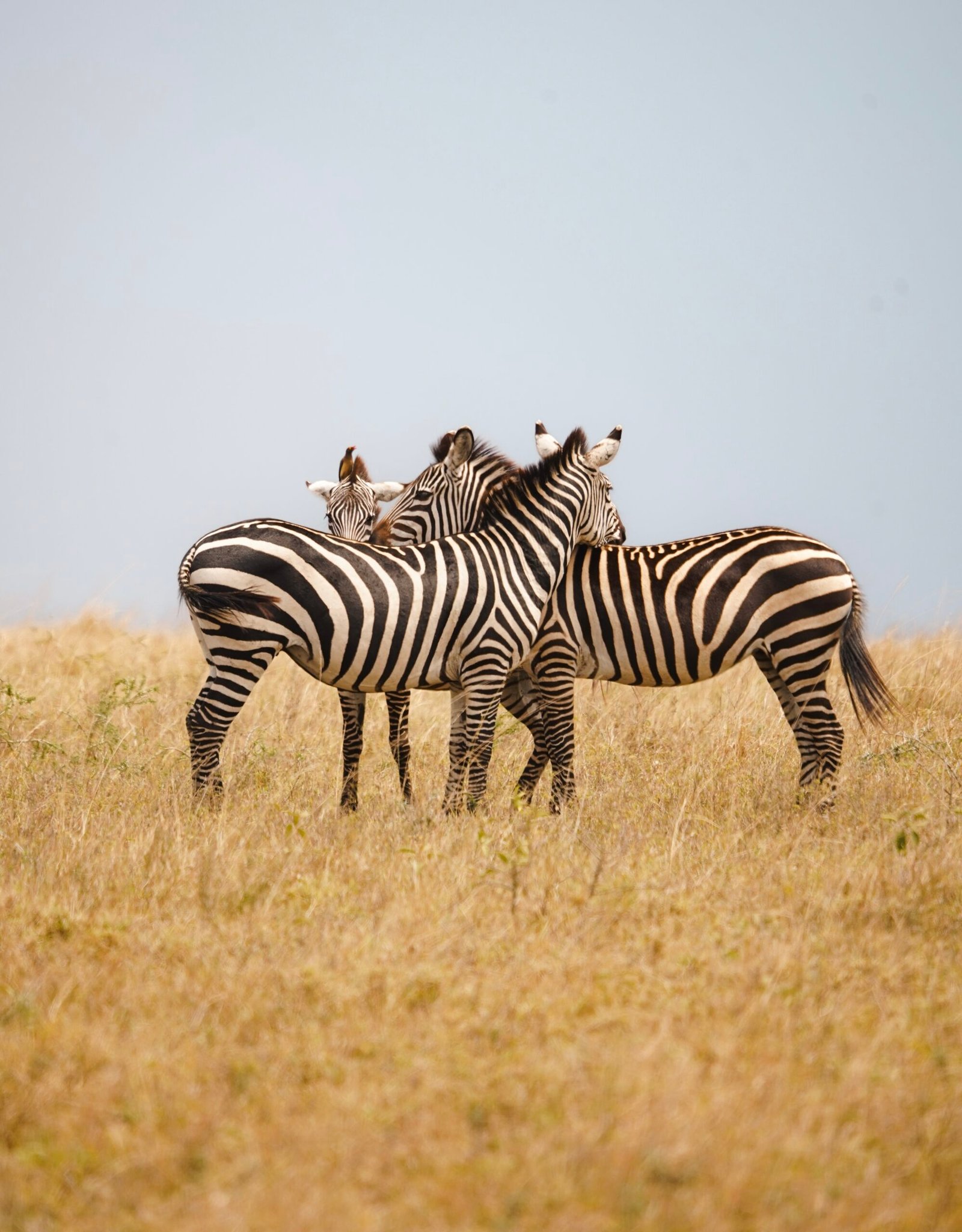 Morning wildlife in Serengeti National Park with zebras during a private Serengeti safari