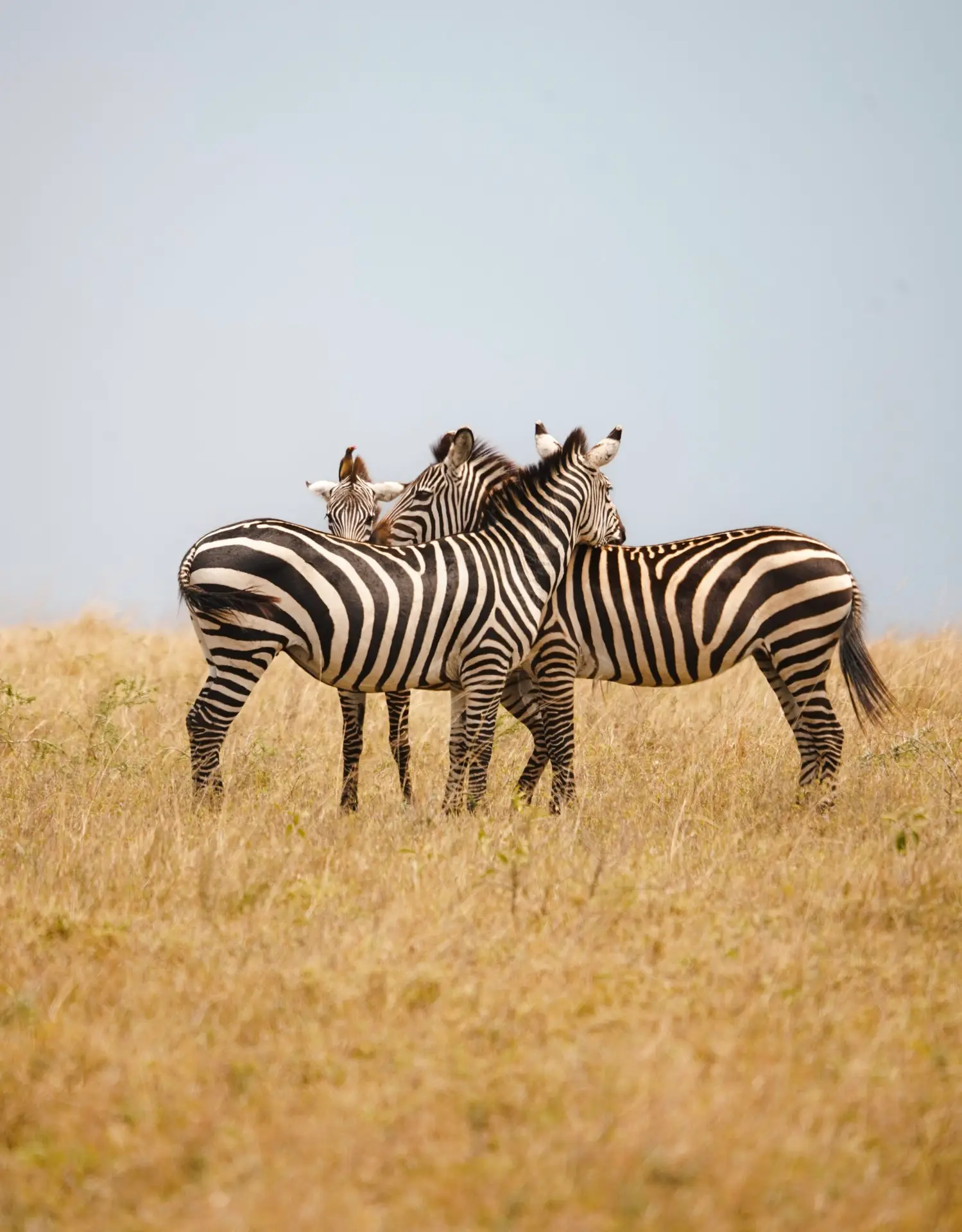 Morning wildlife in Serengeti National Park with zebras during a private Serengeti safari