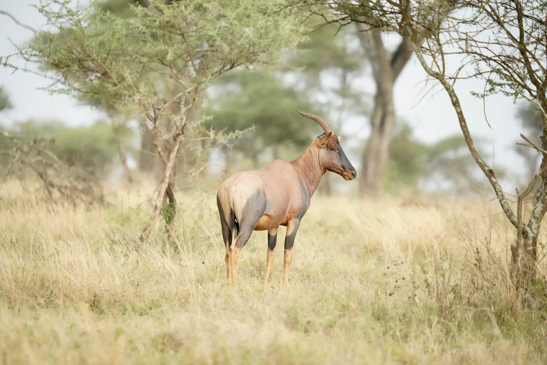 Topi antelope standing on the Serengeti plains in Tanzania during a private safari