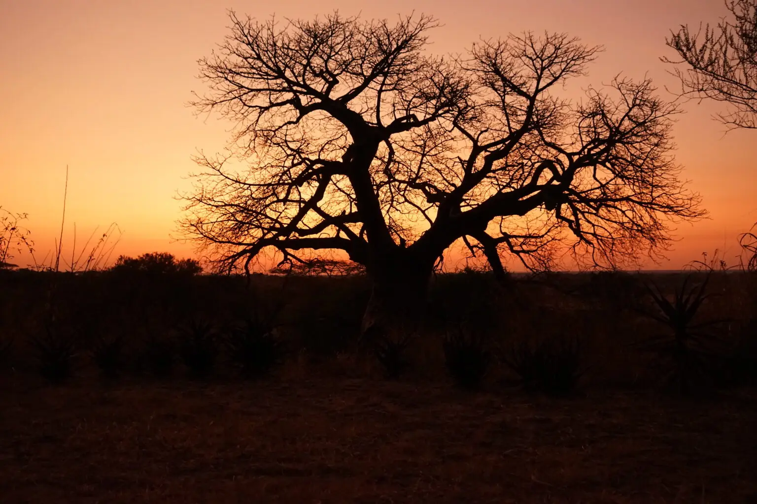 Baobab trees glowing at sunset in Tarangire National Park