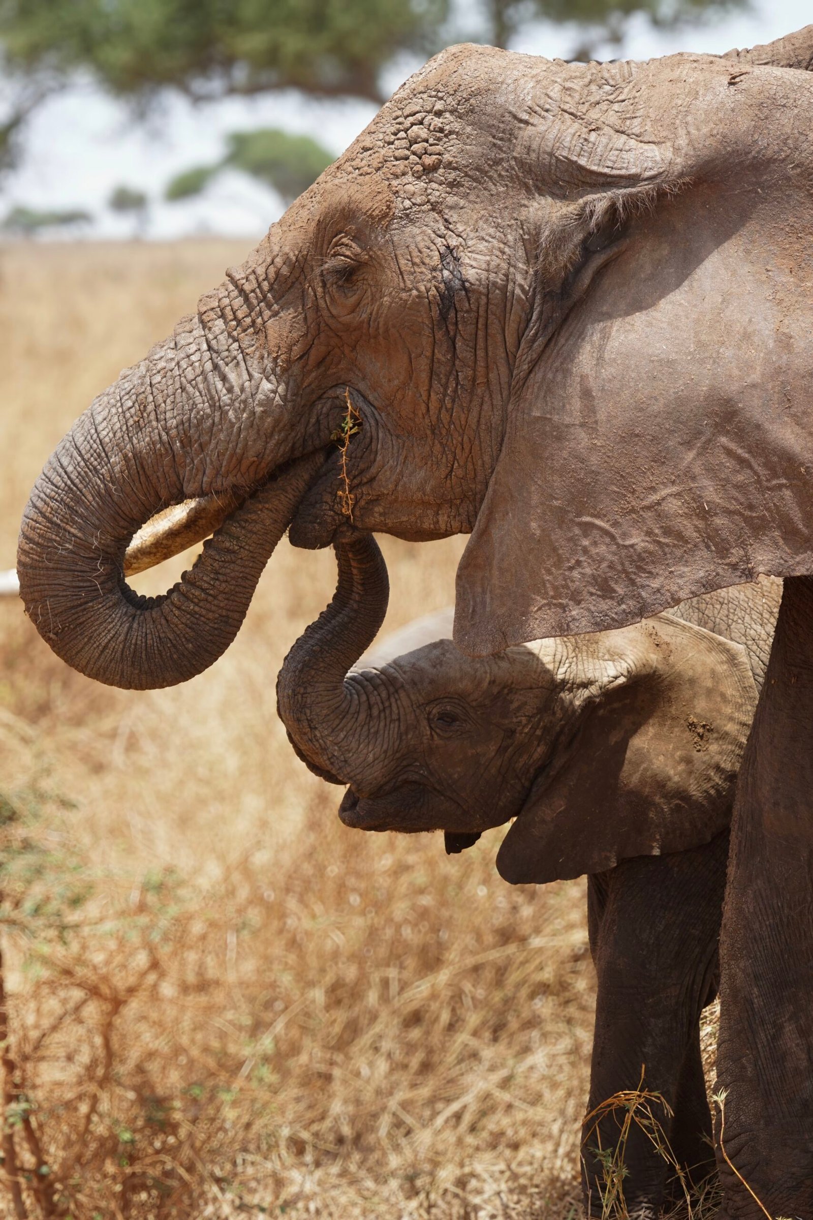 Elephant mother and calf sharing a close moment in Tarangire National Park