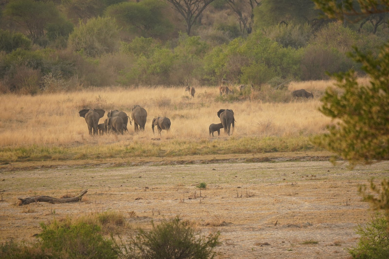 Elephant herd moving through Tarangire National Park