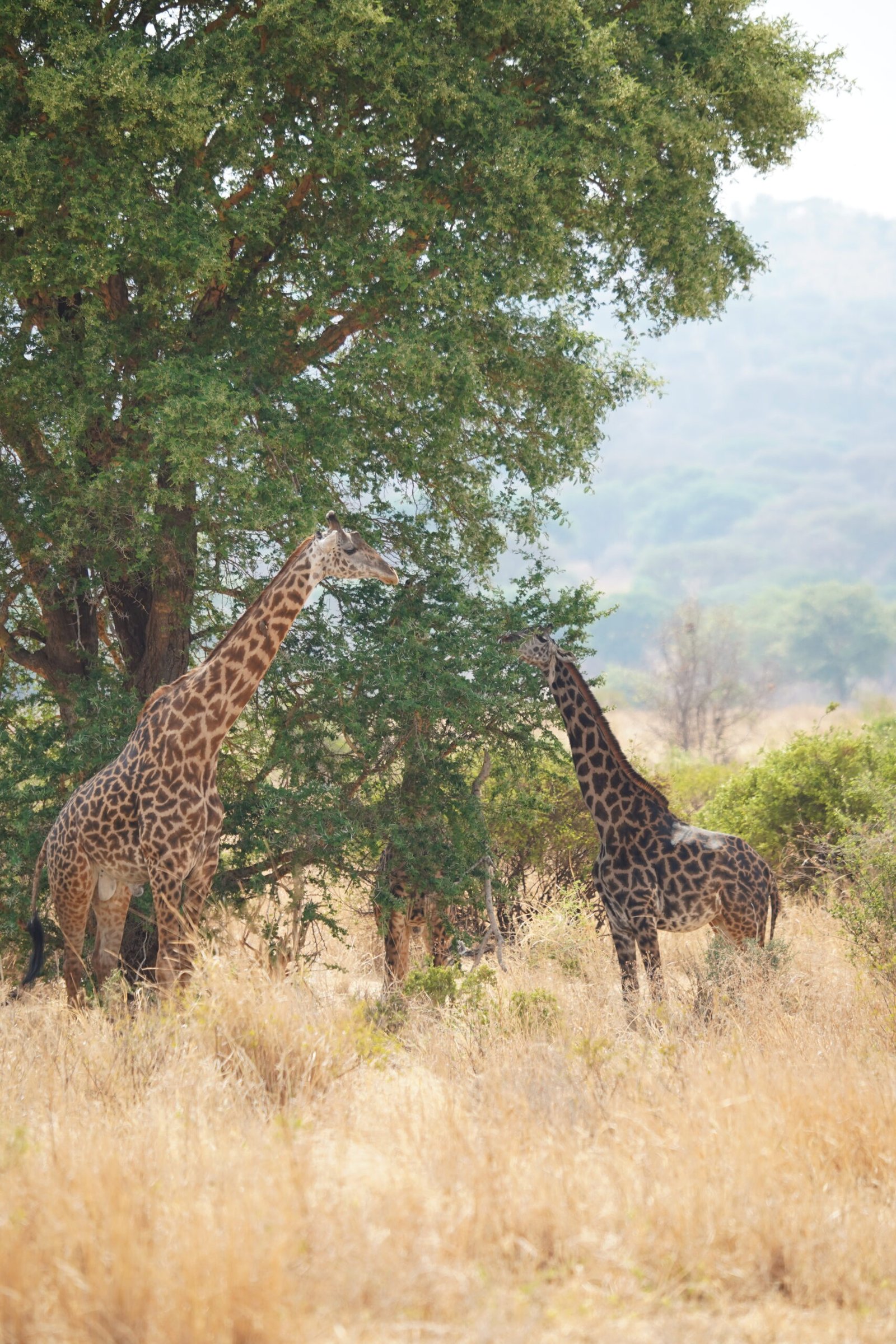 Two giraffes standing beneath a tree in the Tarangire landscape