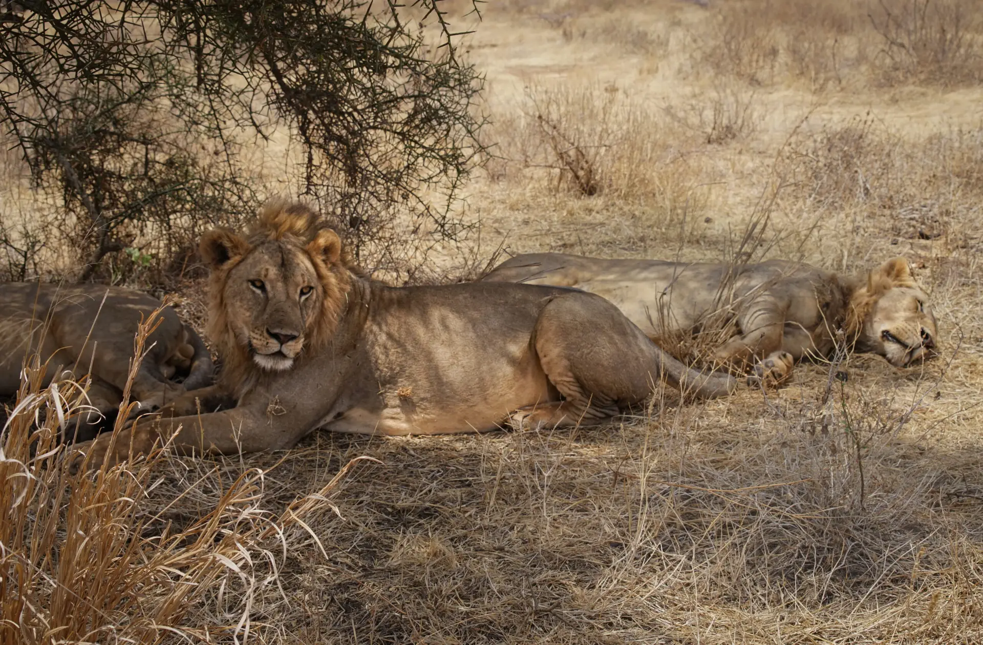 Two lions resting in the shade in Tarangire National Park