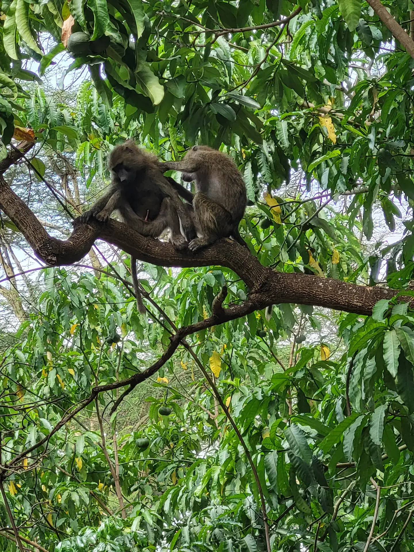 Baboons in the groundwater forest of Lake Manyara National Park
