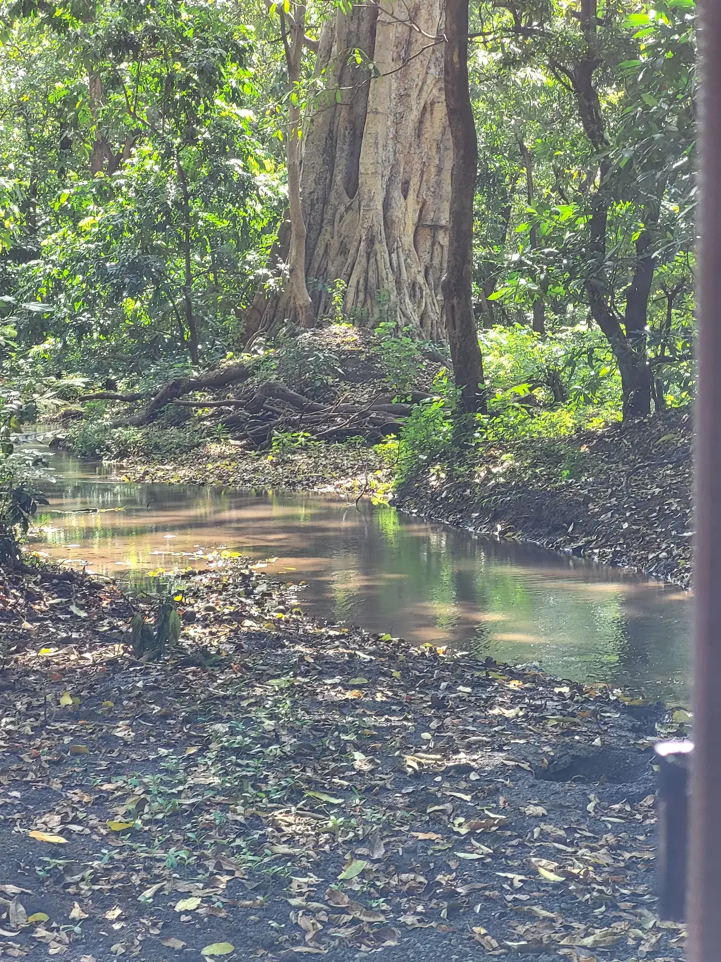 Large old tree beside a spring-fed channel in Lake Manyara's groundwater forest