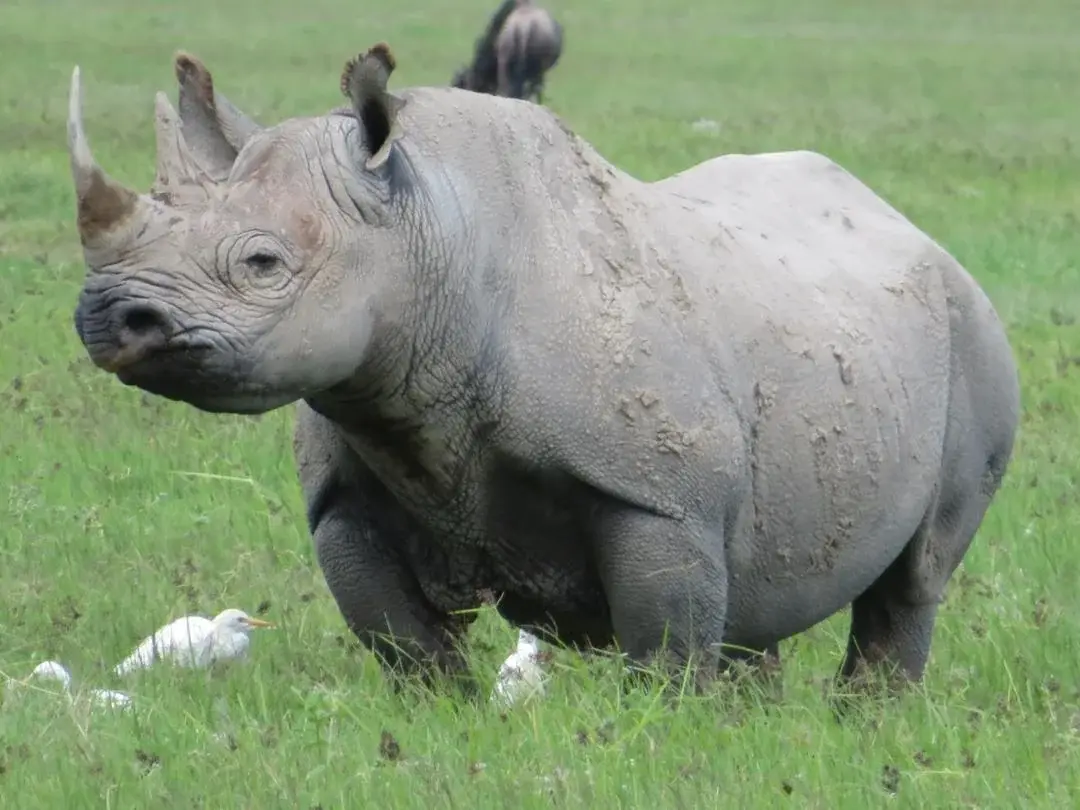 Black rhinoceros in the Ngorongoro Crater grasslands