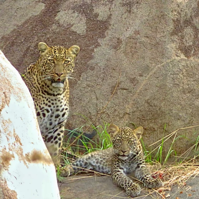 Leopard mother and cub among Serengeti rocks