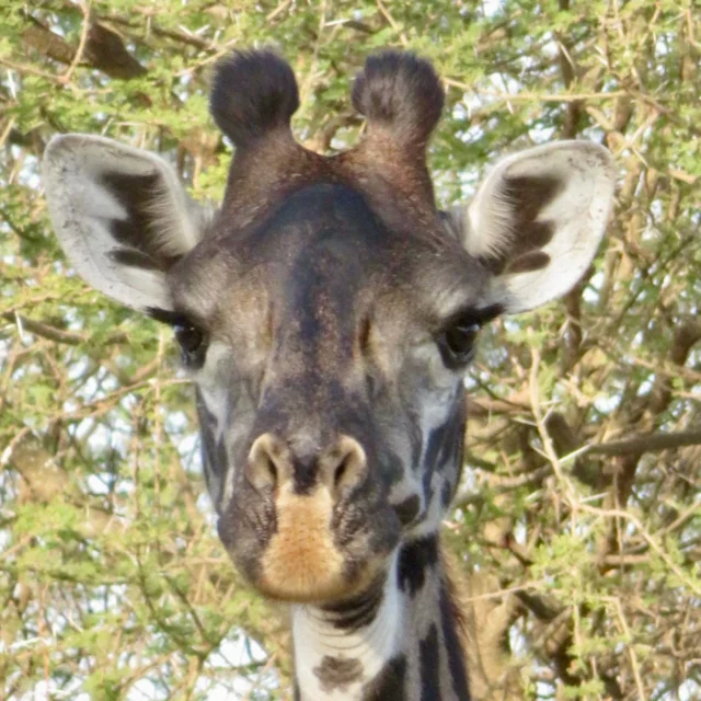 Curious giraffe during a Tarangire game drive