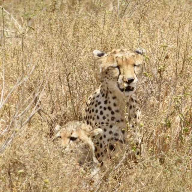 Cheetah mother and cub near Seronera in the Serengeti